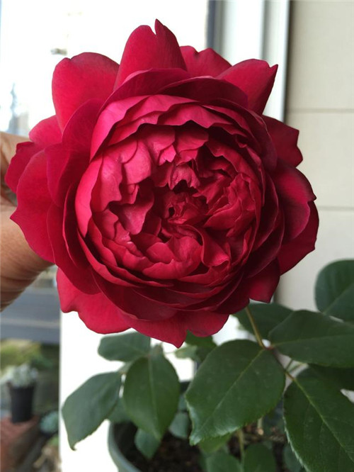 這種盆栽花卉，四季開花不斷，花大香濃