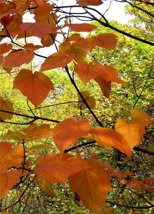 探秘七里峪景區(qū) 發(fā)現珍稀樹種長裂葛蘿槭