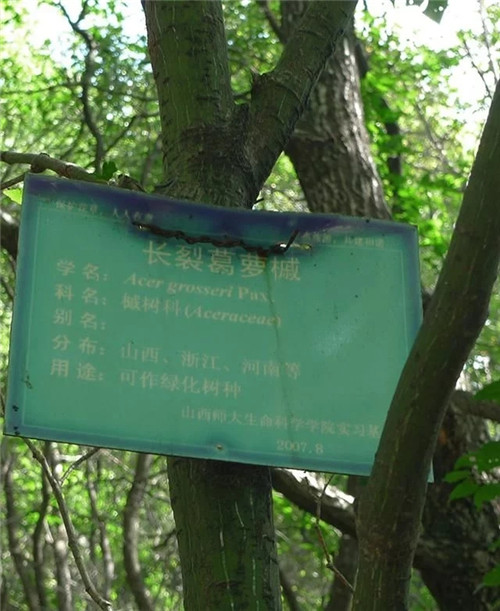 探秘七里峪景區(qū) 發(fā)現珍稀樹種長裂葛蘿槭