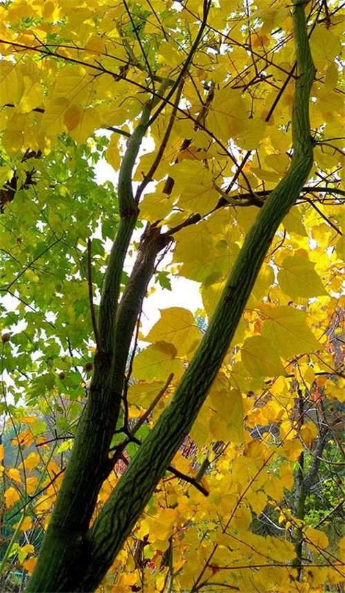 探秘七里峪景區(qū) 發(fā)現珍稀樹種長裂葛蘿槭