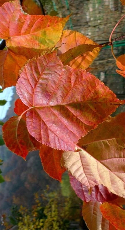 探秘七里峪景區(qū) 發(fā)現珍稀樹種長裂葛蘿槭