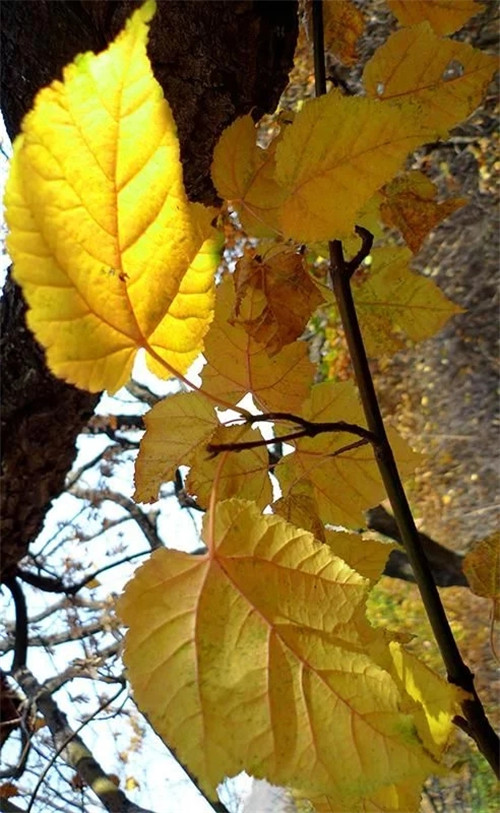 探秘七里峪景區(qū) 發(fā)現珍稀樹種長裂葛蘿槭