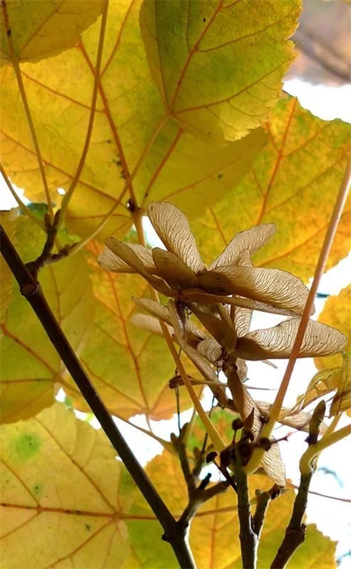 探秘七里峪景區(qū) 發(fā)現珍稀樹種長裂葛蘿槭