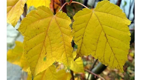 探秘七里峪景區(qū) 發(fā)現珍稀樹種長裂葛蘿槭