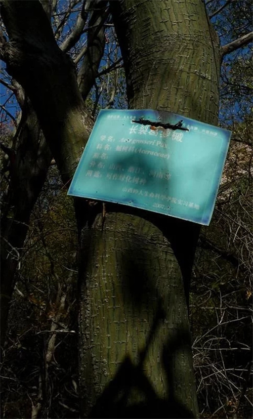 探秘七里峪景區(qū) 發(fā)現珍稀樹種長裂葛蘿槭