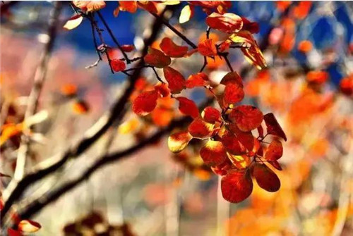 20種彩葉樹種觀賞特征和園林用途大全！