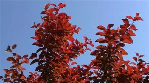 20種彩葉樹種觀賞特征和園林用途大全！