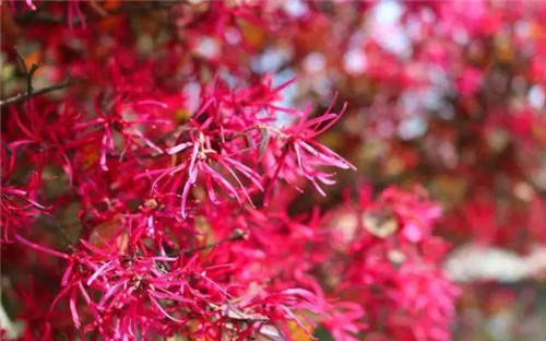20種彩葉樹種觀賞特征和園林用途大全！
