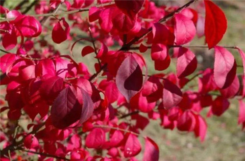 20種彩葉樹種觀賞特征和園林用途大全！