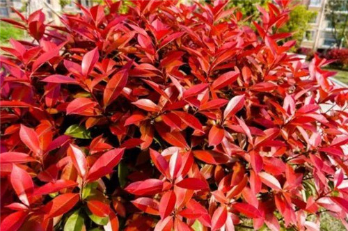 20種彩葉樹種觀賞特征和園林用途大全！