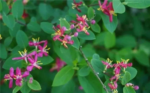 20種彩葉樹種觀賞特征和園林用途大全！