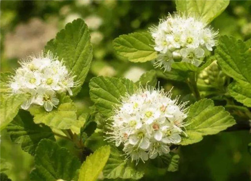 20種彩葉樹種觀賞特征和園林用途大全！