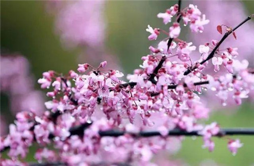 20種彩葉樹種觀賞特征和園林用途大全！