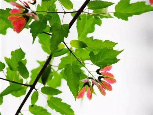 20種彩葉樹種觀賞特征和園林用途大全！