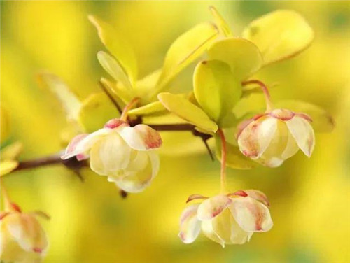 20種彩葉樹種觀賞特征和園林用途大全！