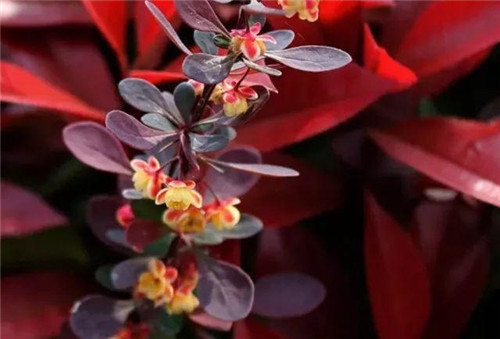 20種彩葉樹種觀賞特征和園林用途大全！