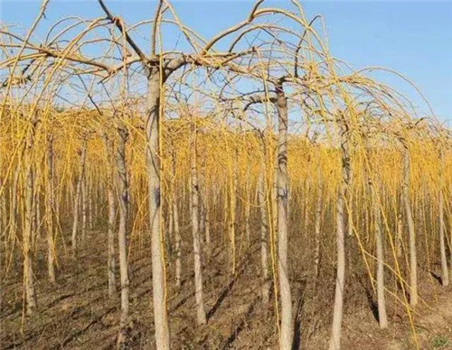 20種彩葉樹種觀賞特征和園林用途大全！