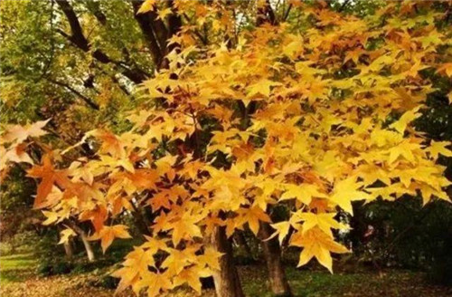 20種彩葉樹種觀賞特征和園林用途大全！