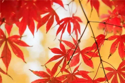 20種彩葉樹種觀賞特征和園林用途大全！