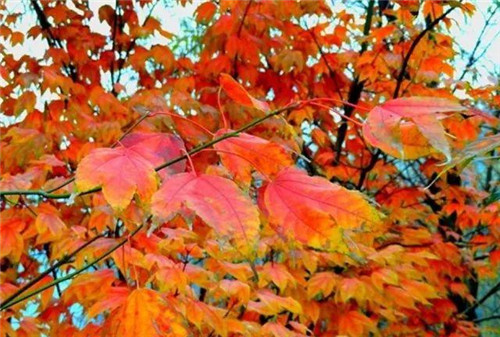 20種彩葉樹種觀賞特征和園林用途大全！
