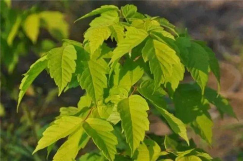 20種彩葉樹種觀賞特征和園林用途大全！