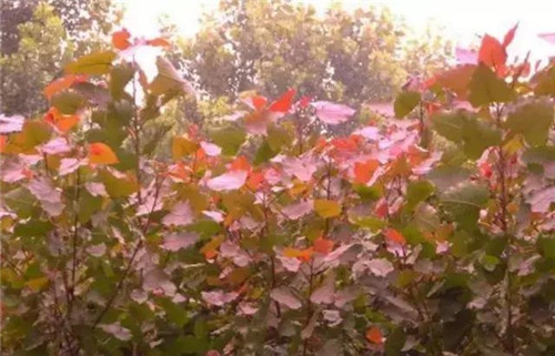 20種彩葉樹種觀賞特征和園林用途大全！