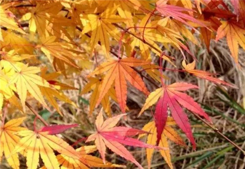 20種彩葉樹種觀賞特征和園林用途大全！