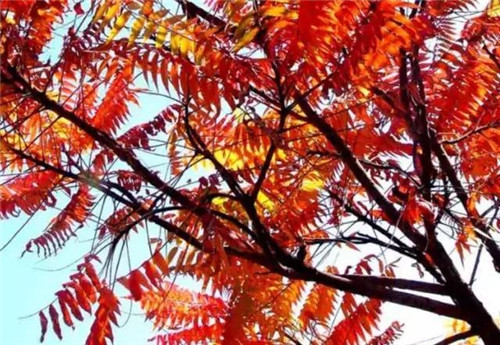 20種彩葉樹種觀賞特征和園林用途大全！