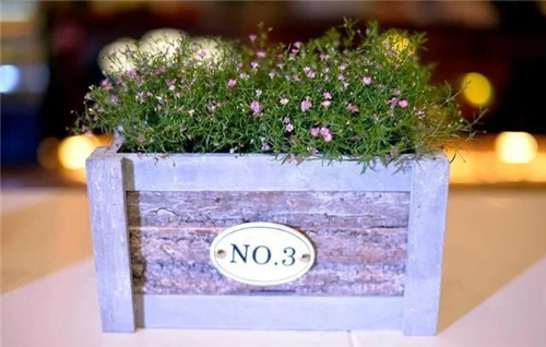 養(yǎng)這些花卉讓家里色彩斑斕，超級(jí)漂亮