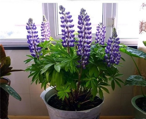 養(yǎng)這些花卉讓家里色彩斑斕，超級(jí)漂亮