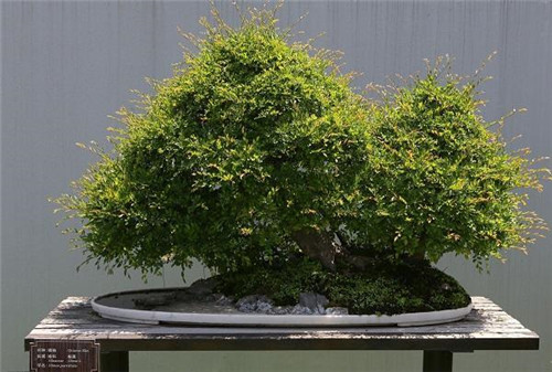 極適合做盆景的樹種——榔榆的栽培技術