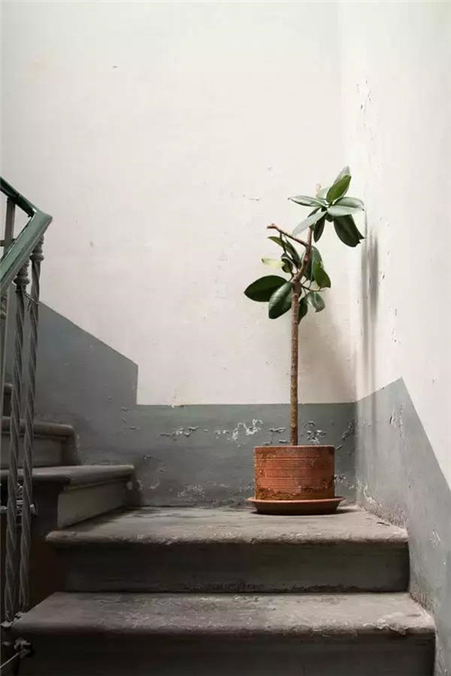 插花入瓶,生活在野