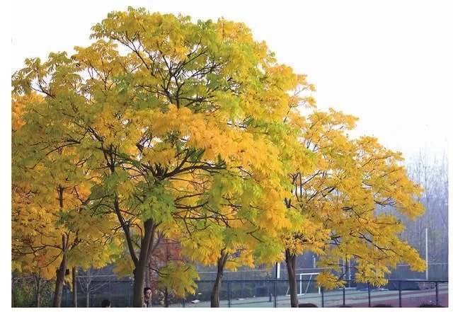 集多種功能于一身的樹種無(wú)患子