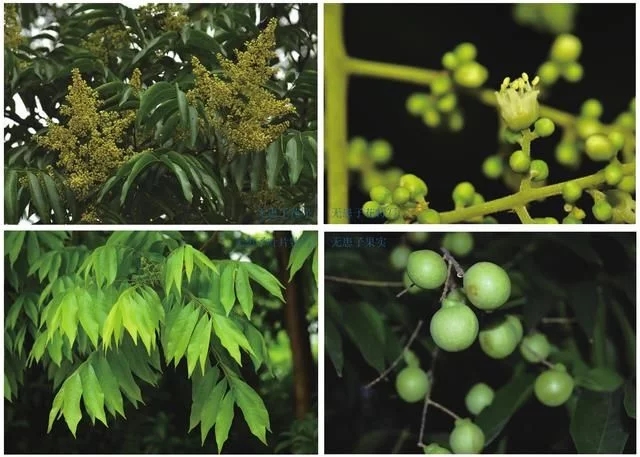 集多種功能于一身的樹種無(wú)患子