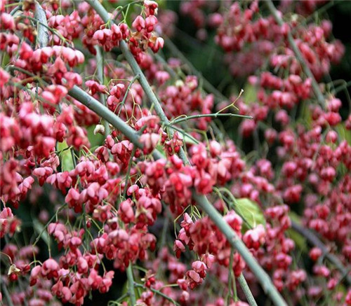 后半年，這些苗木又要漲價