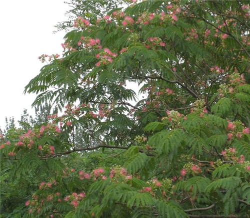 后半年，這些苗木又要漲價