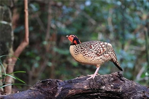 國際生物多樣性日到泰順烏巖嶺看珍稀動植物