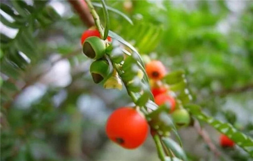 國際生物多樣性日到泰順烏巖嶺看珍稀動植物