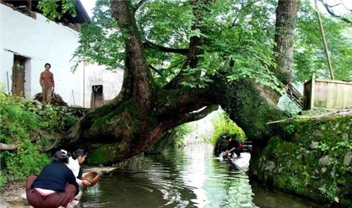 天然生長(zhǎng)的古樹,造型千姿百態(tài)