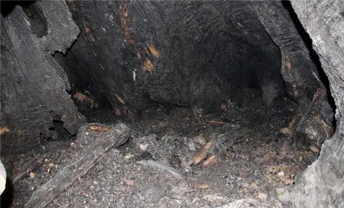 天然生長(zhǎng)的古樹,造型千姿百態(tài)