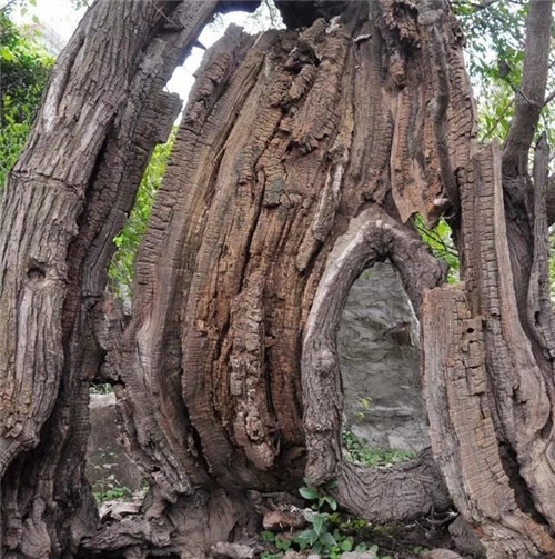 天然生長(zhǎng)的古樹,造型千姿百態(tài)