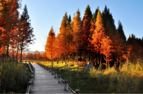 清控人居王欣訪談:做有生命的景觀