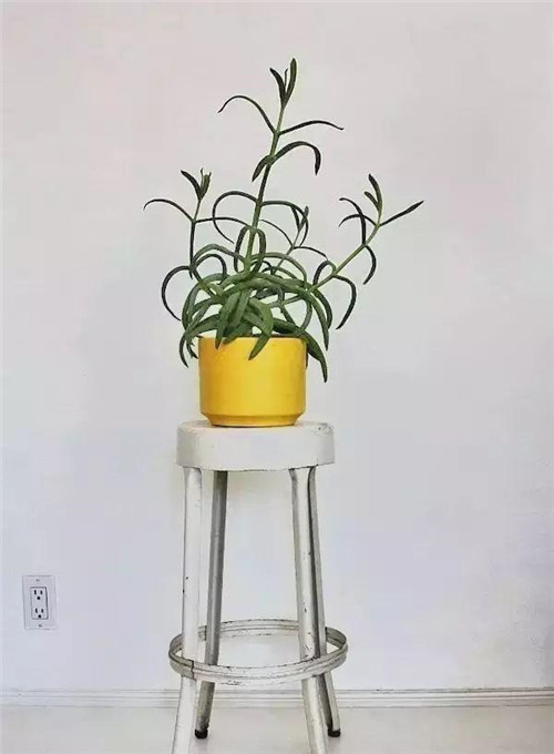 這樣插花,即使花謝了屋子依然會很美