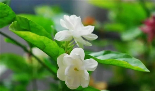 盆栽茉莉花3種繁殖方法，你更喜歡哪一種？