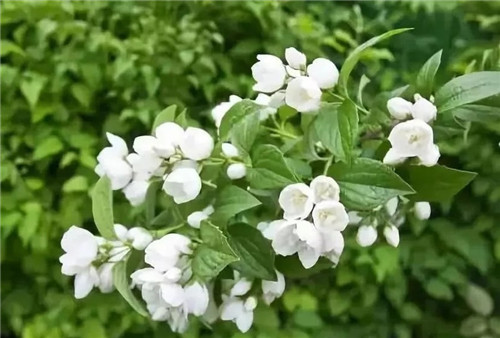 盆栽茉莉花3種繁殖方法，你更喜歡哪一種？