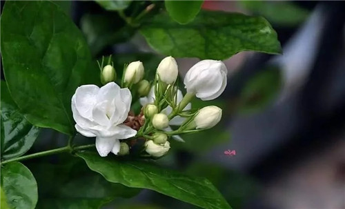 盆栽茉莉花3種繁殖方法，你更喜歡哪一種？