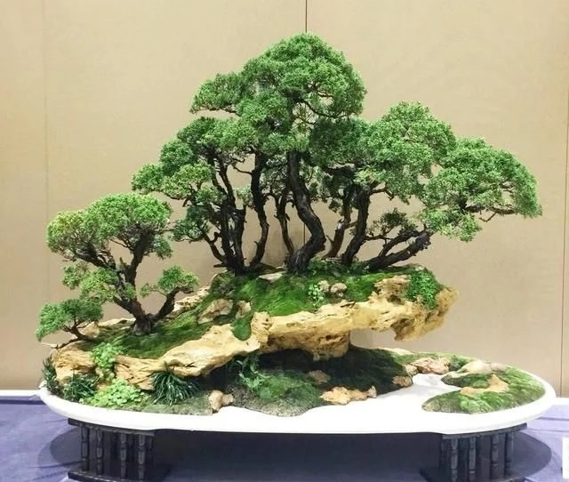 這些怪樁做成的盆景,隨便一盆都能換套房