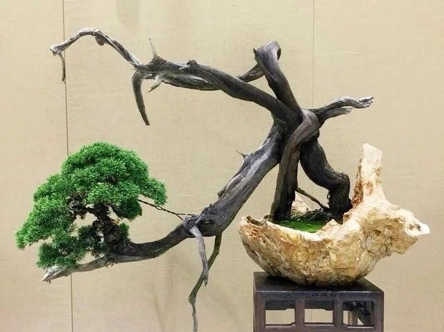 這些怪樁做成的盆景,隨便一盆都能換套房