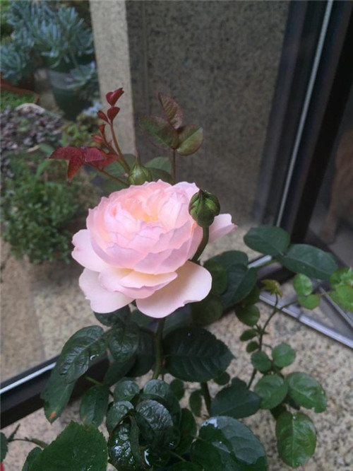 超漂亮的盆栽花