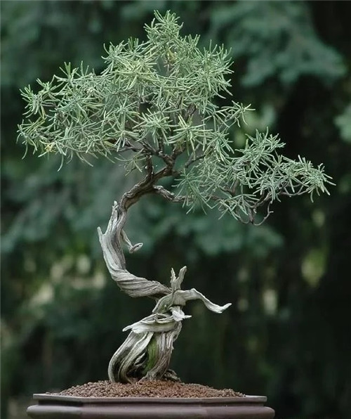 枝干經過精雕細琢，顯得別致生動有個性